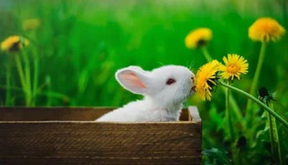 爱游戏 电竞-虎扑体育系列专栏文章热议英超赛场变数，虎扑体育f1