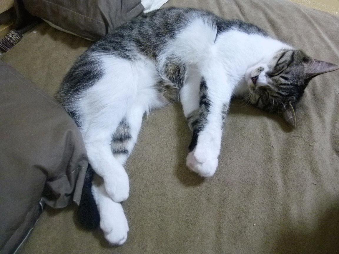 _未来体育大数据:智能分析助力突破_,体育大数据概念