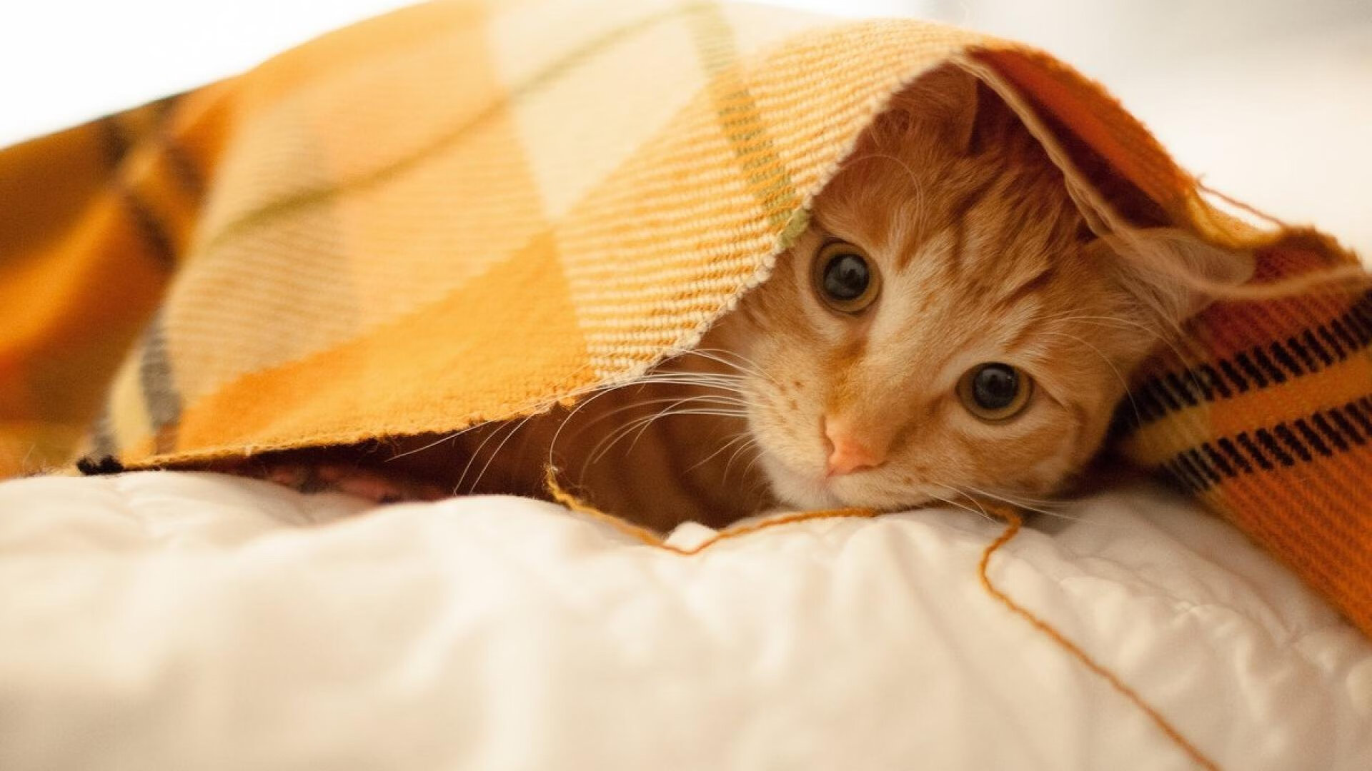 爱游戏娱乐平台-“中国足球裁判员继续深造，裁判水平不断提高”，中国足球裁判员官网