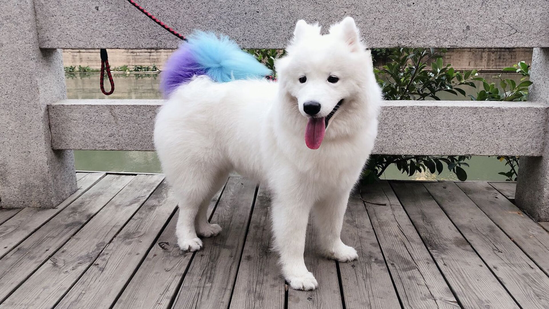 爱游戏体育-【Judge怒刷纪录】亚伦·贾奇达成单赛季最多全垒打