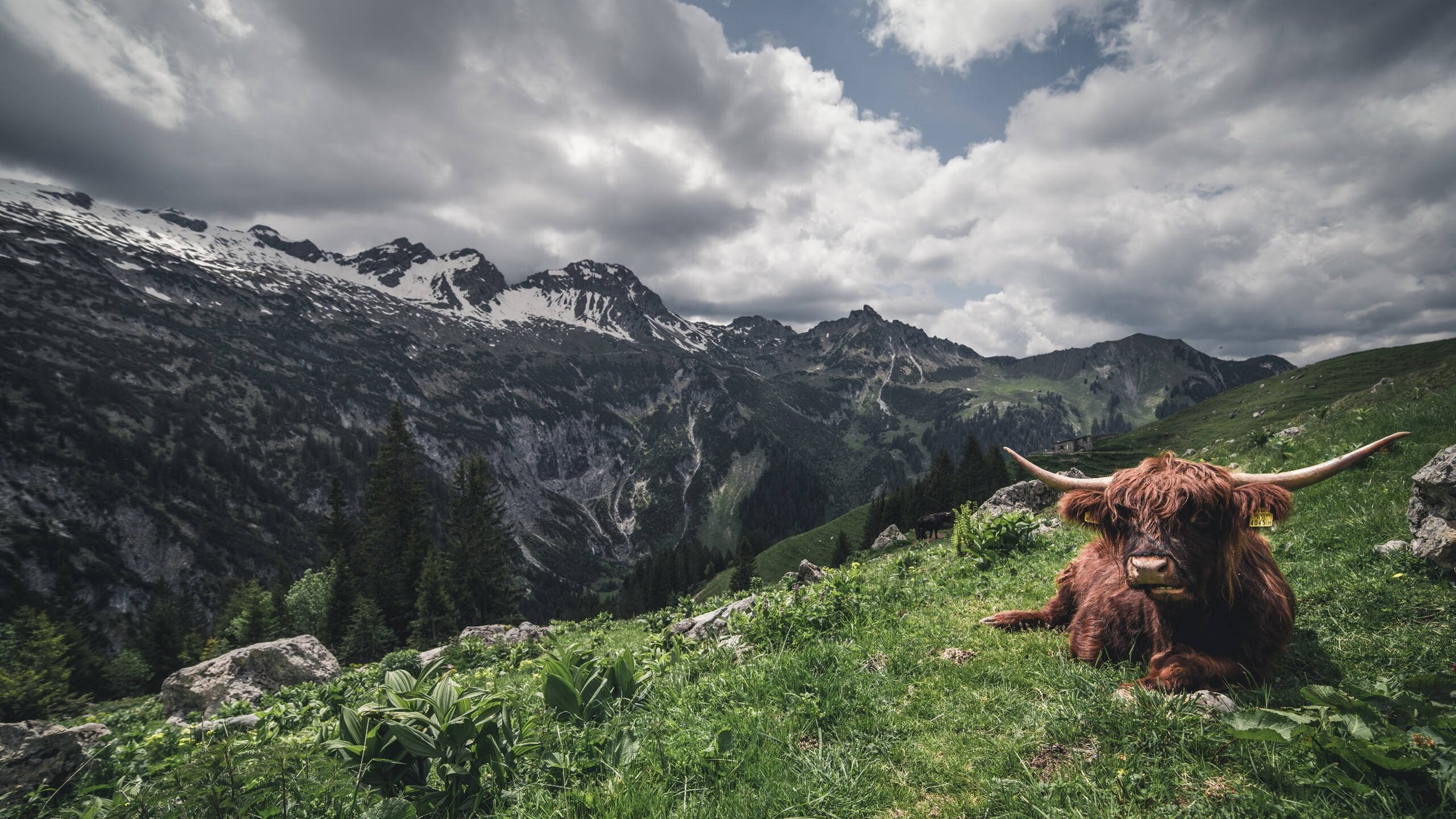 中国超级联赛中锋榜揭晓,谁才是绿茵射手王?,中国俱乐部超级联赛