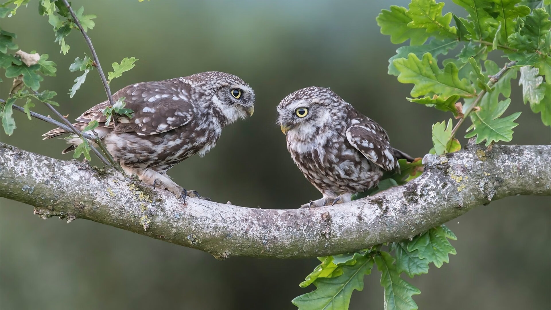 篮球公益课程覆盖更多偏远地区,篮球公益课流程