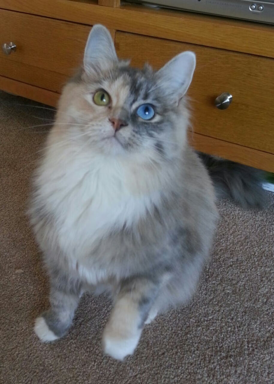 巴朗加国王季后赛冲击力十足,巴朗加斯怪兽