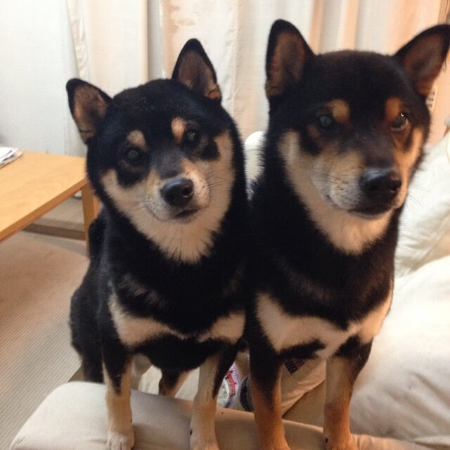 AYX官网-比利时马术协会与科技公司合作，开发虚拟现实训练平台，提升骑手技能。