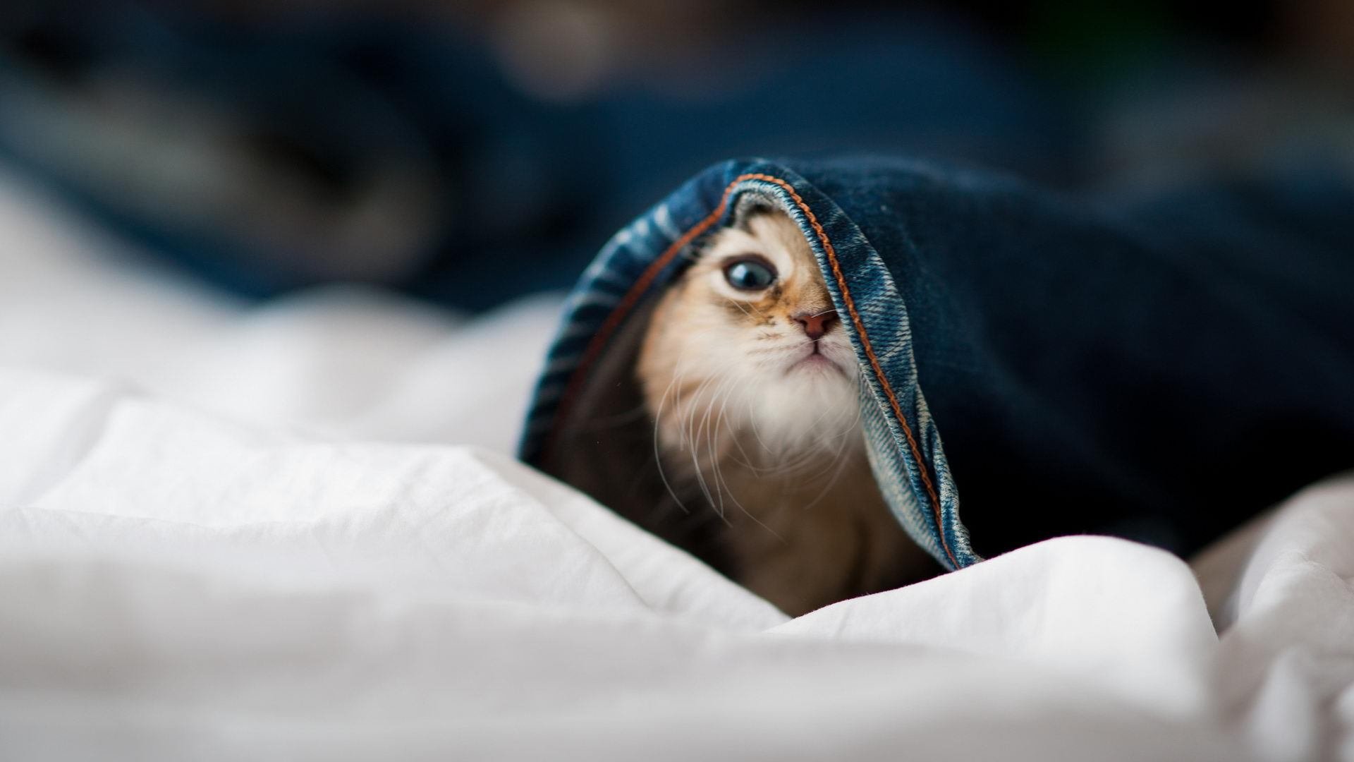 米兰成为头号球队,实力暴露无疑,米兰球队是谁的