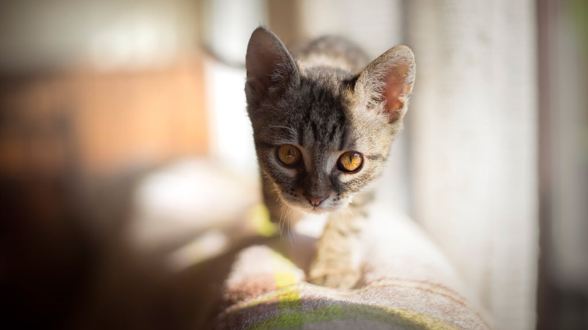 爱游戏体育app-精彩瞬间不断上演，双方球队要在场上拼尽全力，双方球队皆进球