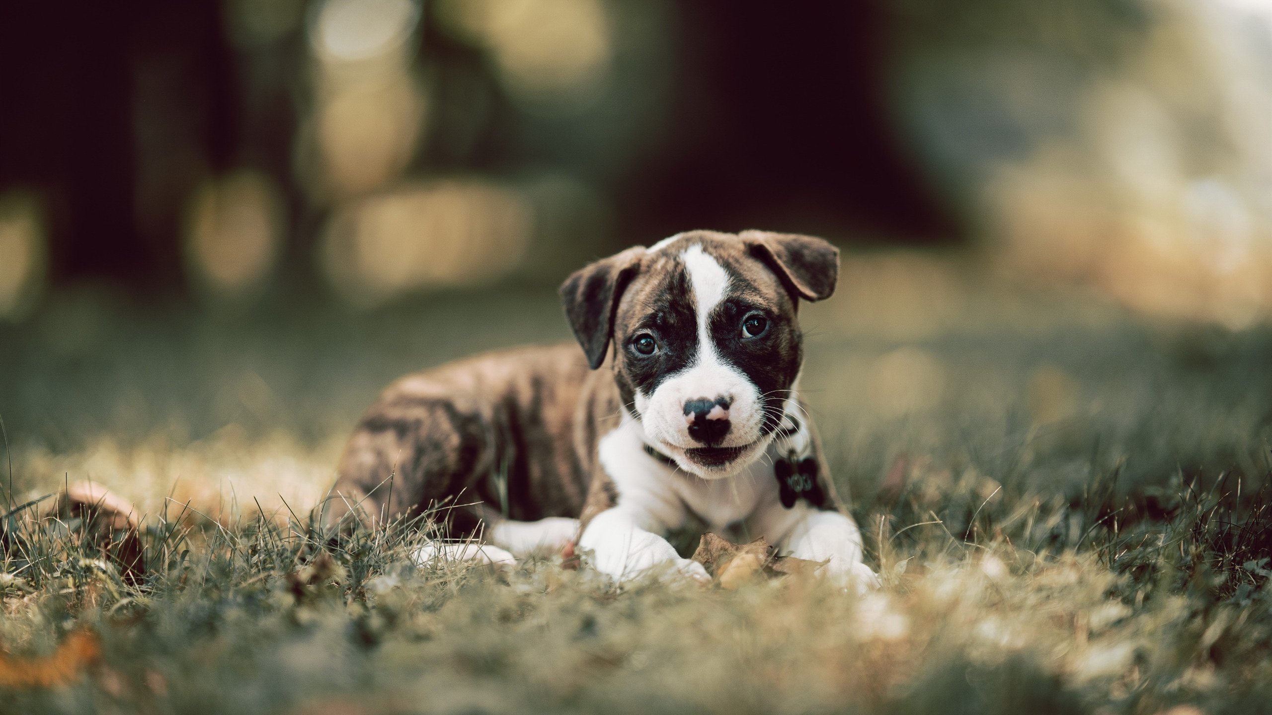 米兰AC俱乐部引进新援助球队逆转比分胜出,米兰ac俱乐部引进新援助球队逆转比分胜出