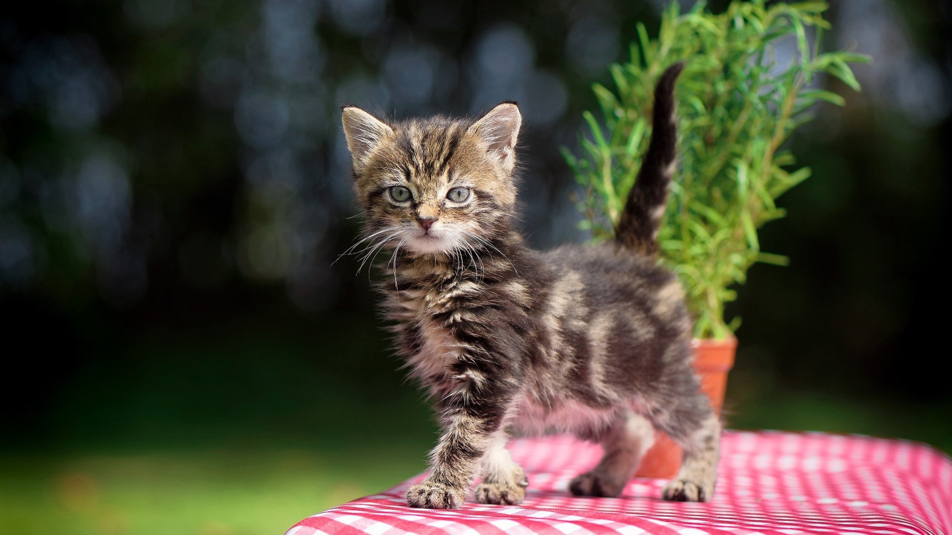 AYX GAME-精心策划的战术在比赛中展现出明显效果，精心策划是褒义还是贬义