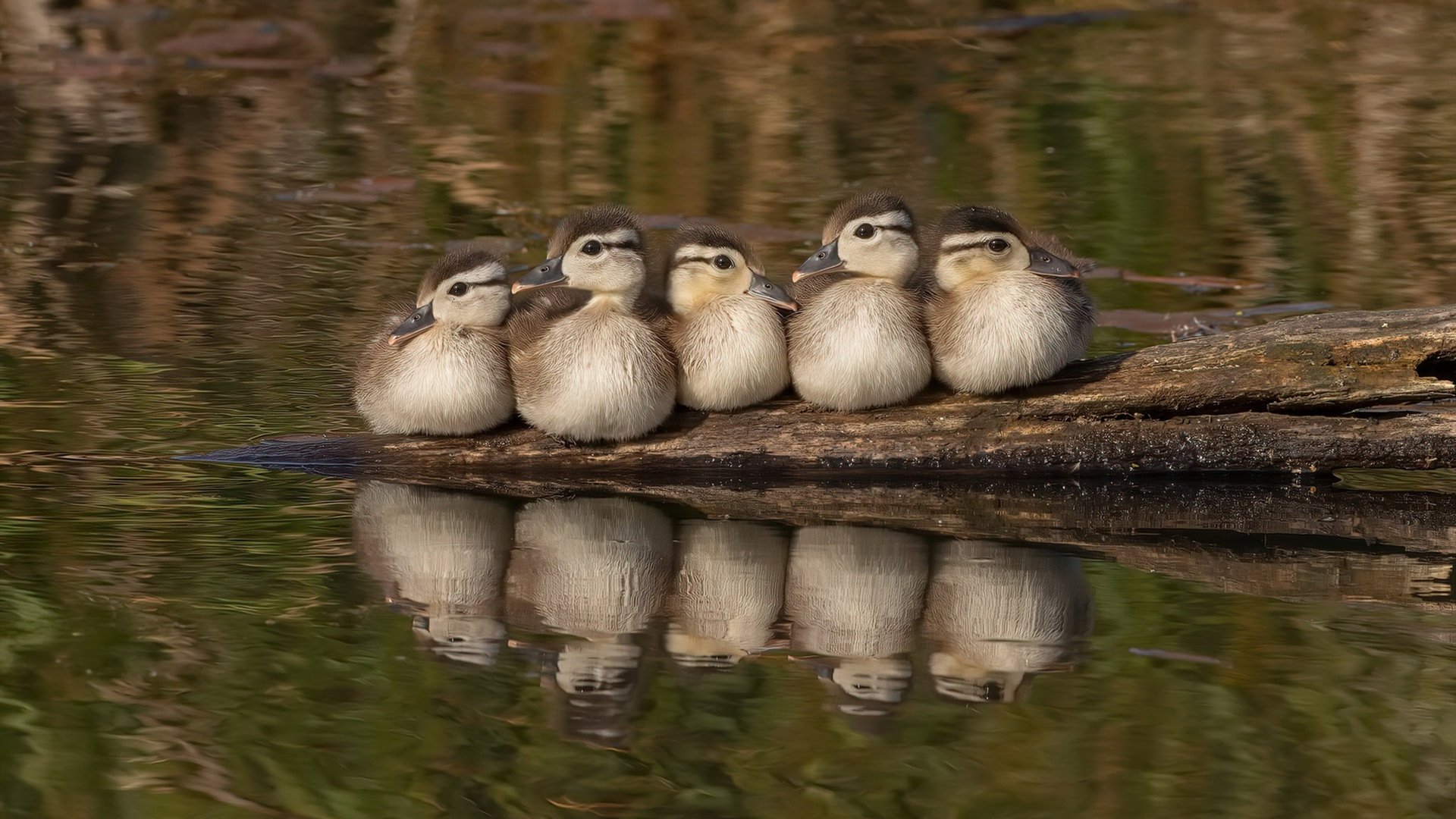 法甲球队数据可视化在比赛战术调整中的应用,法甲参赛球队