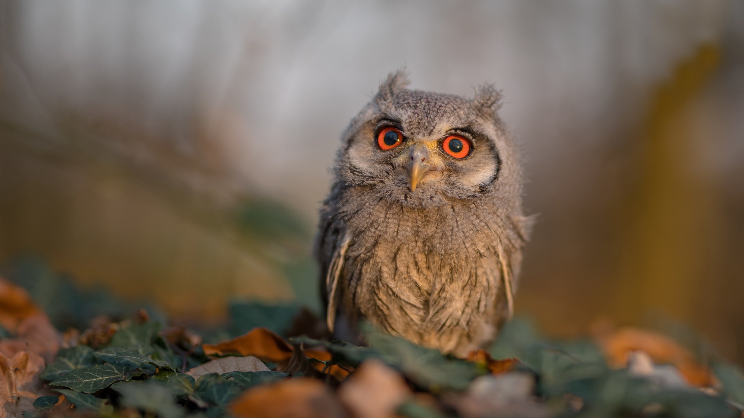 -五大联赛后防稳定性排名与换人策略分析，五大联赛人员变动