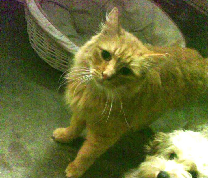 二阵球员替补出场反超比分的经典战役,第二阵容是替补吗