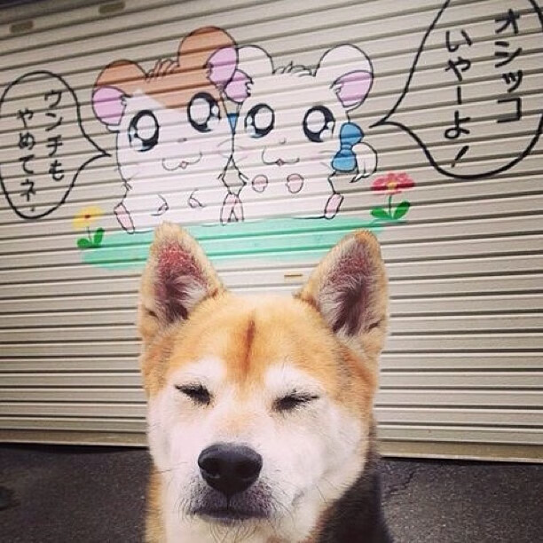 爱游戏登录入口-“亚戈·卡尔曼：阿根廷美洲狮队的力量与技巧并存的核心”