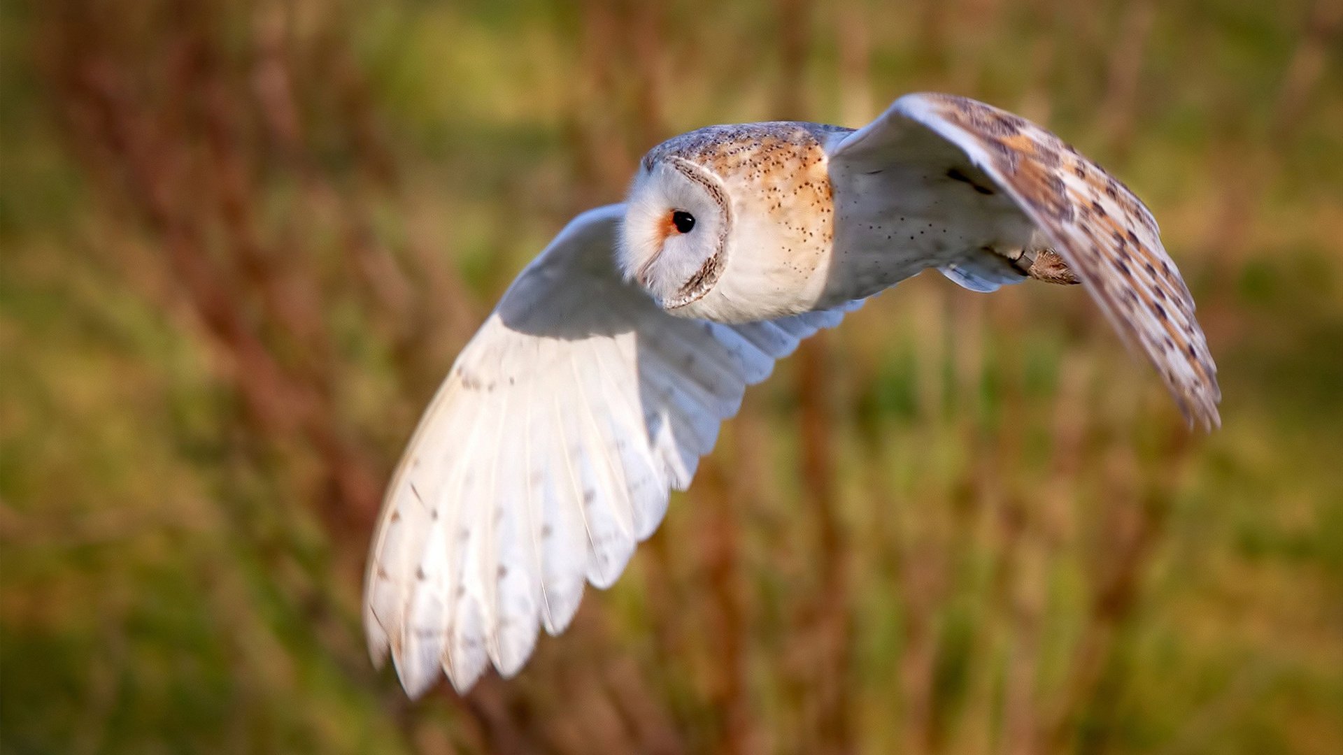 法国年轻球员崭露头角,期待未来大放异彩